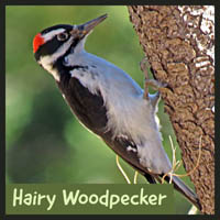 Hairy Woodpecker
